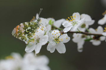 White with pink flowers of the cherry blossoms with butterfly
