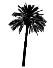 Naklejka premium silhouette of palm trees realistic vector illustration