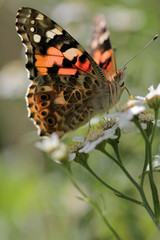 butterfly Painted Lady