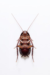 Cockroach