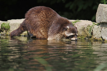 Waschbär am Wasser