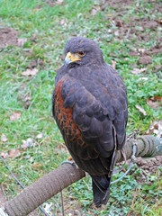 Bussard