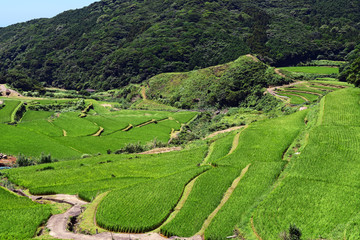 長崎の世界遺産（候補）　真夏の春日の棚田
