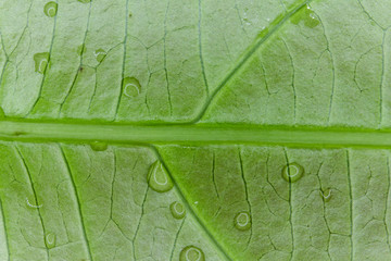 Fresh green leaf