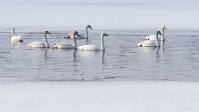 swans in lake in Norrbotten