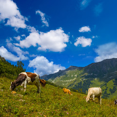 cows on a green mountain pasture