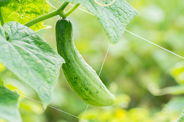Cucumber hanging on net in the farm.