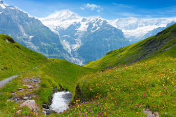 Panorama of the Alps and meadows with wild mountain flowers. Кegion Grindelwald.