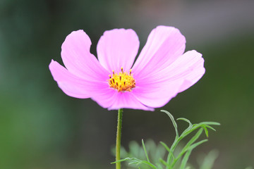 Obraz premium flower cosmos