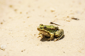 Green frog on the sand