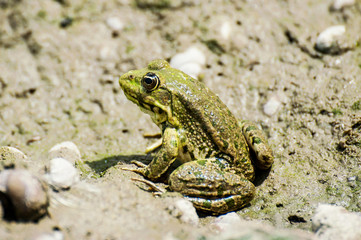 Green frog on the sand