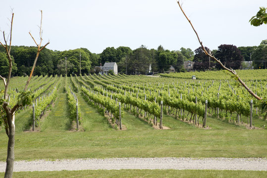 Kon To KOS Ta Winery At Greenport Long Island USA