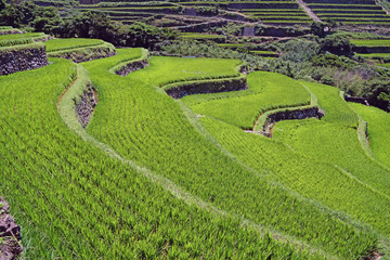 長崎の世界遺産（候補）　真夏の春日の棚田
