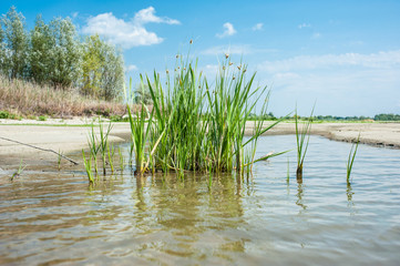 Grass growing on the river bank.