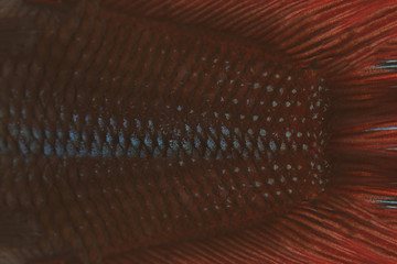 Fototapeta premium red and black of fighting fish.