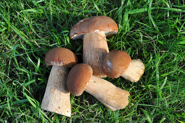 fresh mushrooms on a background of green grass