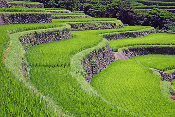 長崎の世界遺産（候補）　真夏の春日の棚田
