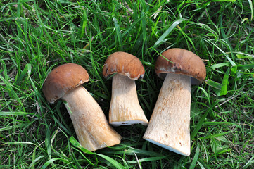 fresh mushrooms on a background of green grass