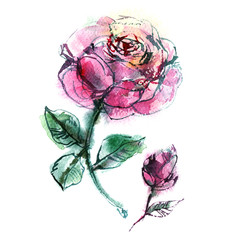 two pink roses on white background, flowers, bud, petals, watercolor sketch