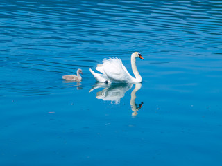 White swan with cygnet