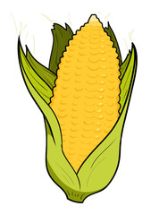 Corn, a hand drawn vector illustration of a fresh corn, isolated on a white background (editable).