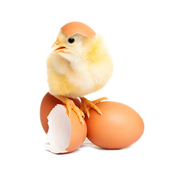 Cute chicken on eggs