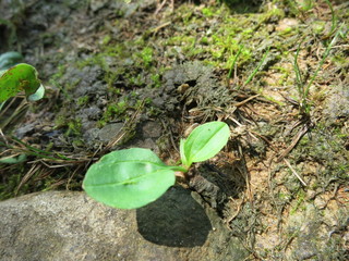a sprout　新芽