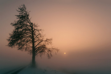 Winternebel