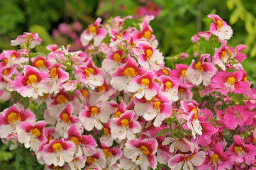 Pink flowers in a garden closeup photo