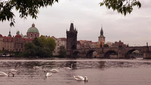 Charles Bridge and Spires of the Prague Old Town at the Banks of River Vltava with Beautiful Swans Swimming