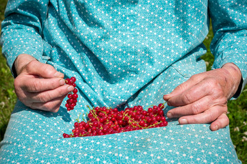 Anonymous senior woman in her garden and homegrown redcurrants
