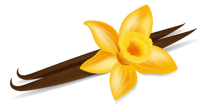 Vanille Schote Vanilleschote Bl&uuml;te isoliert