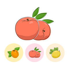 Fruit Peach  on White Background , Set of Three Round Colorful Icons Apricot, Peach and Melon , Vector Illustration