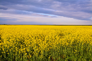 Fototapeta premium canola field