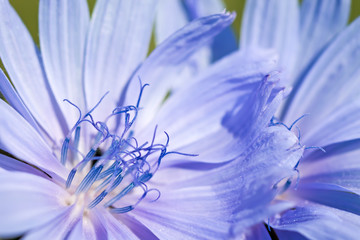 Flower of chicory.