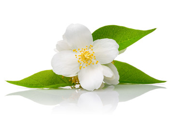 White flowers of jasmine - obrazy, fototapety, plakaty