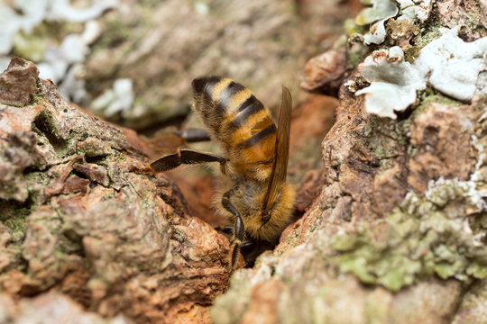 European Honey bee, Apis mellifera feeding on sap