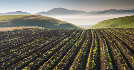 Potato field