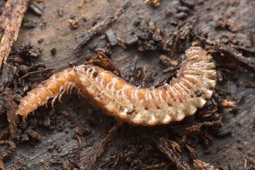 Macro photo of mating flat-backed millipedes, Polydesmidae on wood