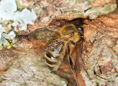European Honey bee, Apis mellifera feeding on sap