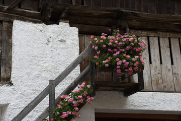 Fototapeta na wymiar fiori fioriere montagna geranio antico decorazione casa