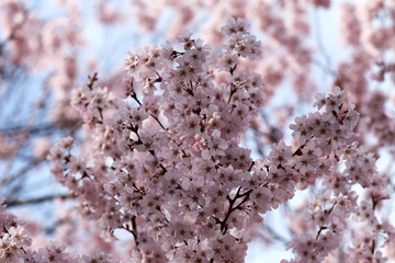 Sakura flower or cherry blossoms.