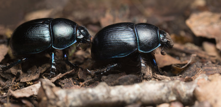 Dor beetles, Geotrupidae 