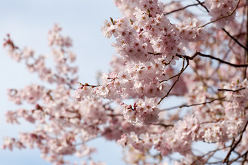 Sakura flower or cherry blossoms.
