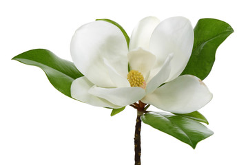 Obraz na płótnie Canvas White magnolia