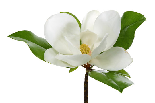 Fototapeta White magnolia
