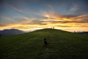 Zelfklevend Fotobehang Sunset on a Hill with Dog © stefank1981