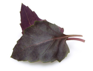 Naklejka premium Violet basil