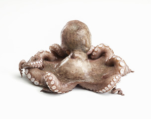 Roher Pulpo