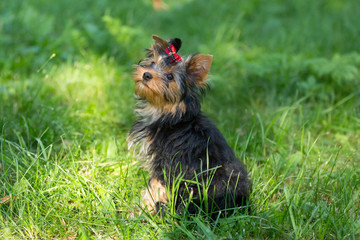 Puppy Yorkshire Terrier walking in the Park